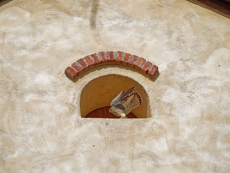 Kestel in the Vosges